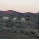 Illustration for article titled Arkaroola, An Ancient Wilderness